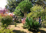 Plantas del jardín en la Residencia La Paz